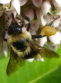 Common Eastern Bumble Bee